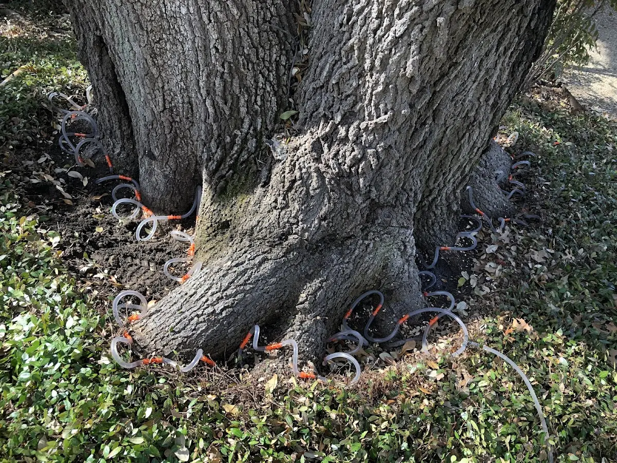 Detailed Tree Cabling and Bracing job site in Rulo